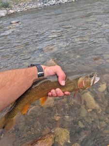 Brown Trout in Wyoming 