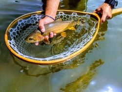 Fishing For Brown Trout in Wyoming 