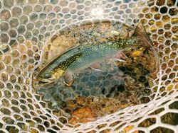 Caught a Nice Brook Trout in Wyoming 