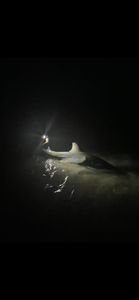 A photo of an Atlantic Sharpnose Shark in the waters of Jensen Beach, Florida.
