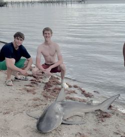Bull shark caught while fishing in Florida