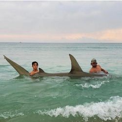 Tawny nurse shark, 97 inches, caught while fishing in Jensen Beach