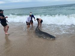 Thrills with This Tiger Shark in Jensen Beach!