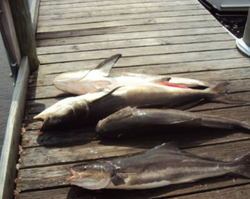 Two cobia fishing in Manns Harbor