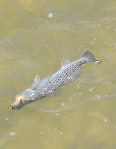 A single fishing outing in Manns Harbor