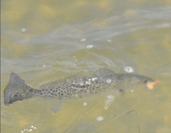 One fishing adventure in Manns Harbor