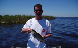 Striped bass caught while fishing in Manns Harbor