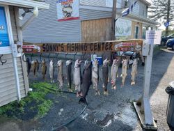 Seven fish caught fishing in New York
