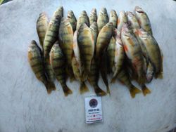 Six vibrant American Yellow Perch in a fishing scene at Henderson