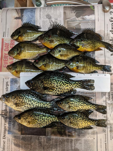 10 crappie fish caught during fishing tours in MI