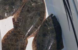 Two Southern Flounder and California Flounder fish at North Topsail Beach