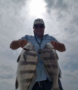 Two black drum fish caught at North Topsail Beach