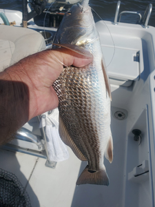 Redfish caught while fishing in NC