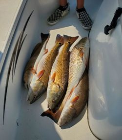 Redfish caught at North Topsail Beach