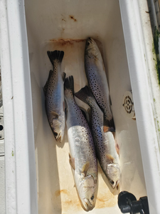 Three spotted weakfish caught in NC