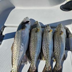Three spotted weakfish caught in North Carolina