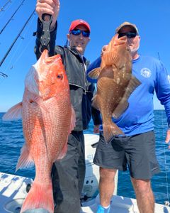 Two red grouper fish, 36 inches long, caught in Port St. Joe