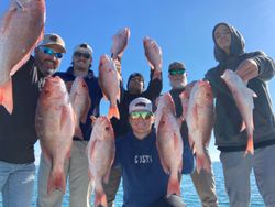 A group of 9 mutton snapper fish in the water