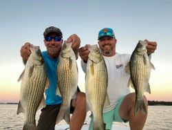 4 white bass and wiper hybrid striped bass caught while fishing in FL