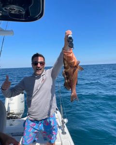 Red Grouper fish caught while fishing in Port St. Joe