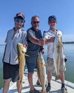 3 redfish caught in Port St. Joe