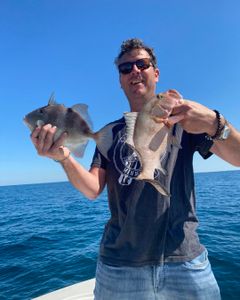Two grey triggerfish caught fishing in Port St. Joe