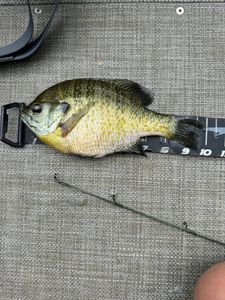 Bluegill fish caught while fishing in WI