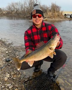 Walleye fish caught in Crandon