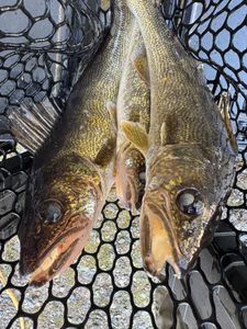 Two fishermen reeling in their catch in Wisconsin