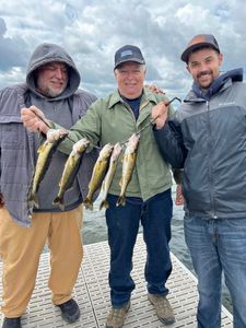 Four pike-perch caught while fishing in WI