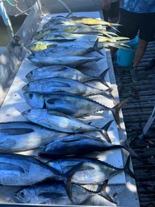 7 blackfin tuna fish caught on cruises, tours, and water sports in FL