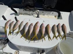 8 fish caught while fishing in FL