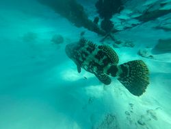 Malabar grouper caught on cruises and tours in FL