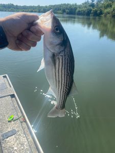 Striped bass caught while fishing in Corning