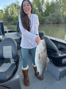 Striped bass caught fishing in CA