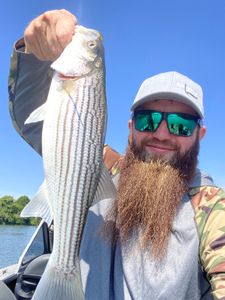 Striped bass caught by angler in Corning