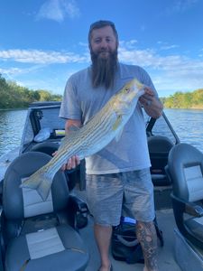 Striped bass caught fishing in CA