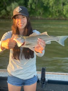 Striped bass fishing in California