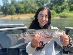 Wiper (hybrid striped bass) caught in CA