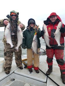 5 blue catfish and channel catfish caught in Wagoner