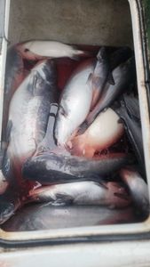 Four white catfish caught while fishing in Oklahoma
