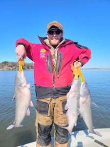 Three blue catfish caught in OK