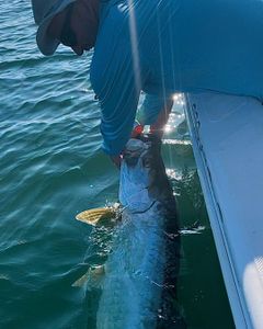Tarpon Prime Fishing Locations in Florida