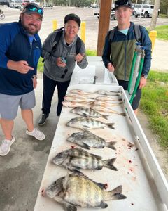 Florida's Abundant Sheepshead and Red Drum