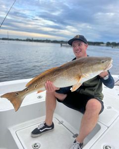 Florida's Stunning Redfish
