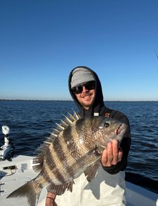 Sheepshead in Jacksonville, FL. Big!