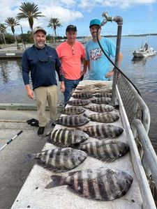 Four Black Drum fish caught while fishing in Florida