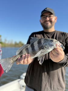 Nice black drum on deep sea light tackle! Exciting afternoon with clearing skies.
