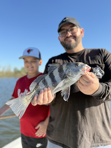 Nice Black Drum caught using deep sea light tackle! Afternoon clearing made for perfect fishing conditions.