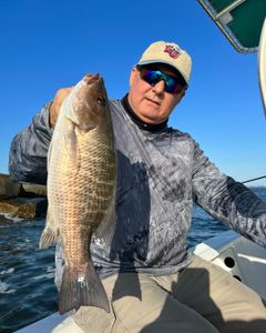 Angler catching a grey snapper fish in FL